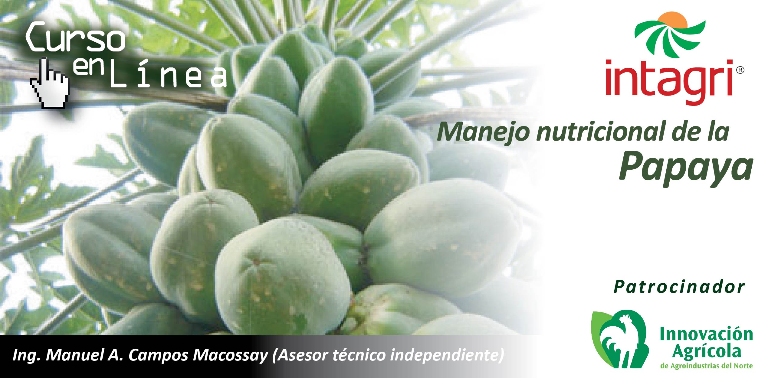 Curso Virtual Manejo Nutricional De La Papaya Inicio Intagri S C